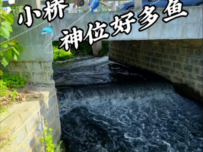 小桥神位好多鱼