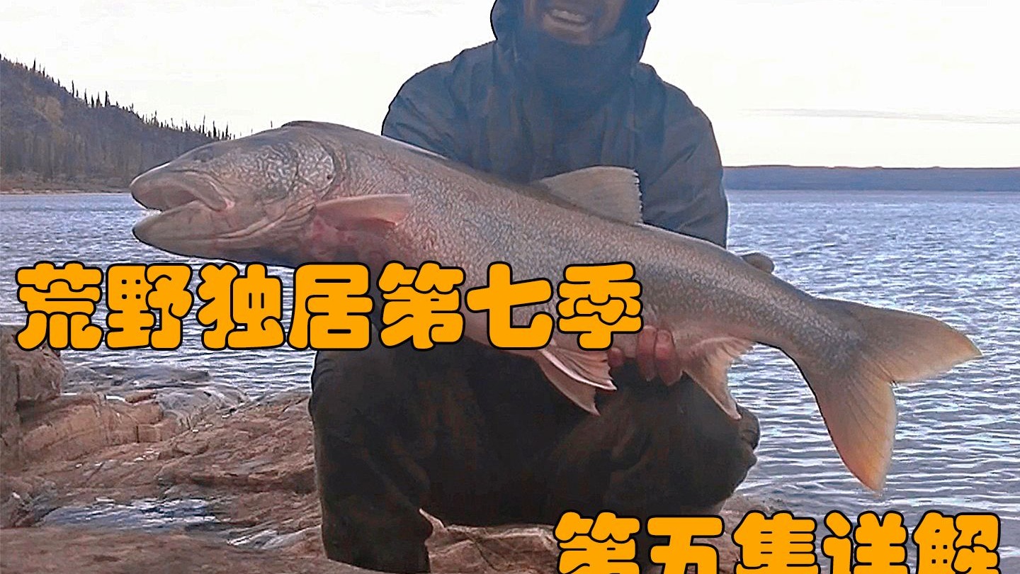 罗兰靠近麝牛打伏击，乔钓到赛季最大湖鳟鱼，凯琳一箭封喉野兔