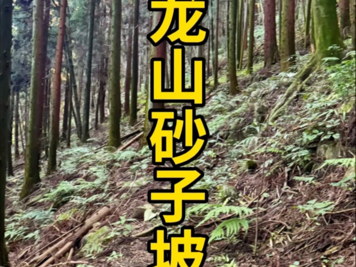 打卡湘西龙山砂子坡，没有任何异常，是片安静的小树林。