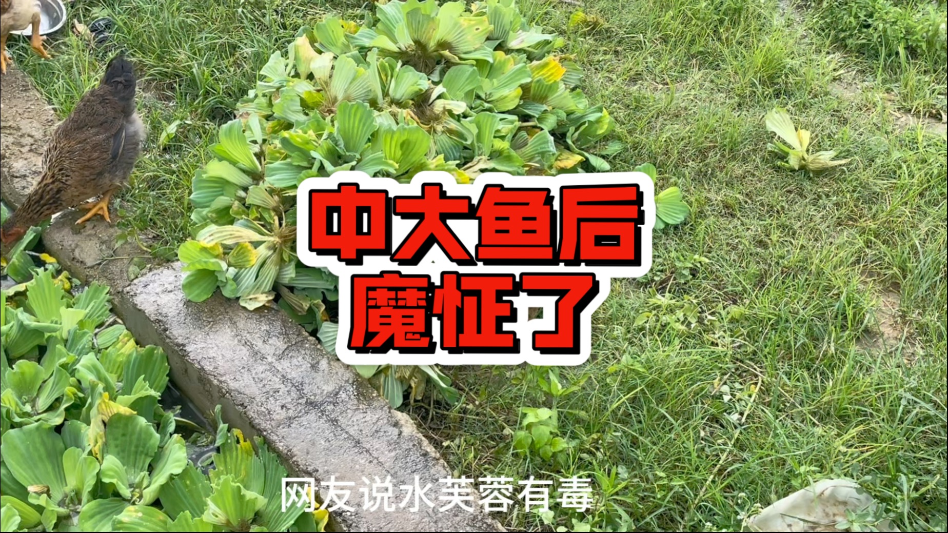 中了大鱼以后 天天想着上大鱼 有毒啊