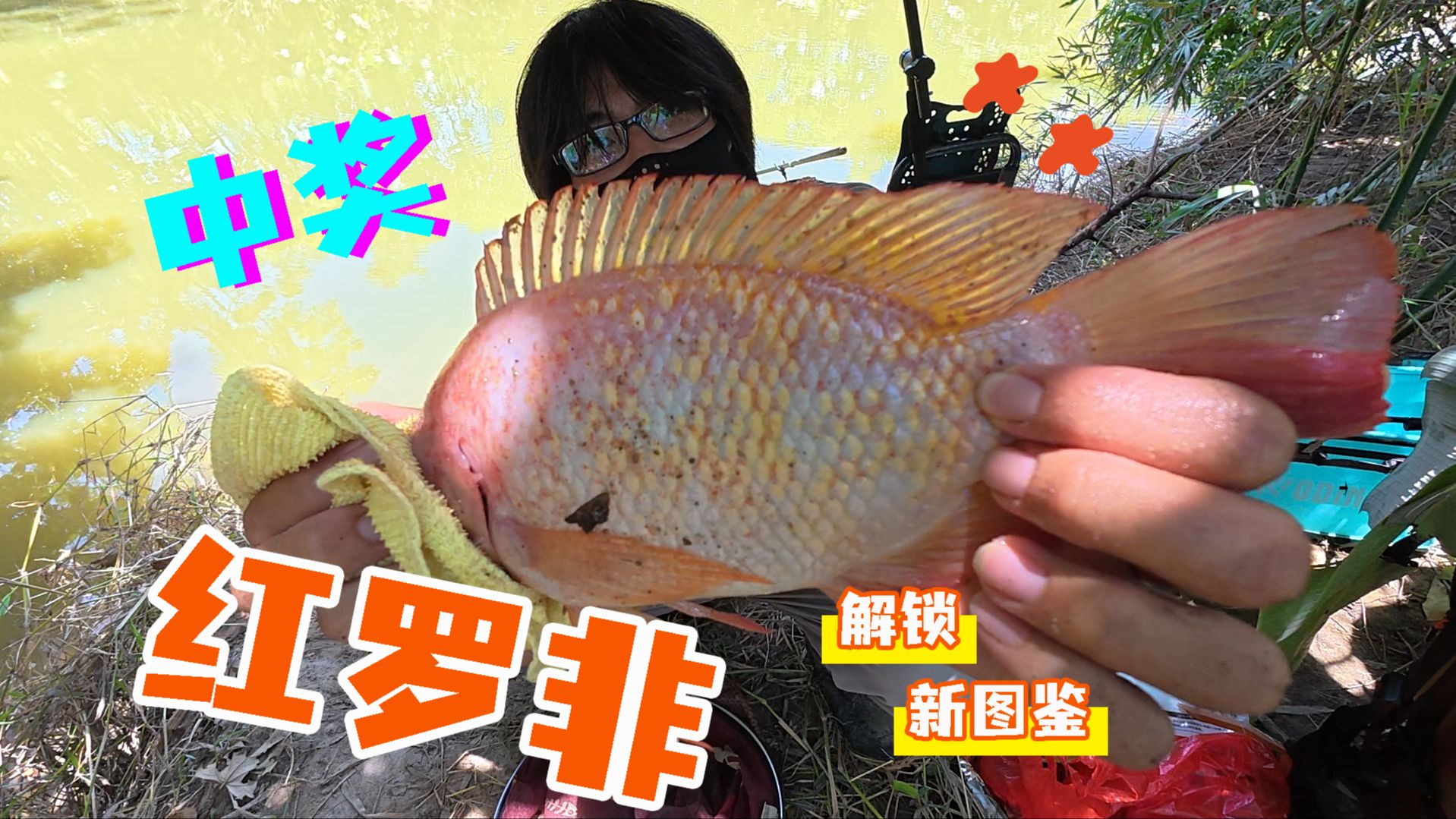 红罗非！你一定没钓过吧！