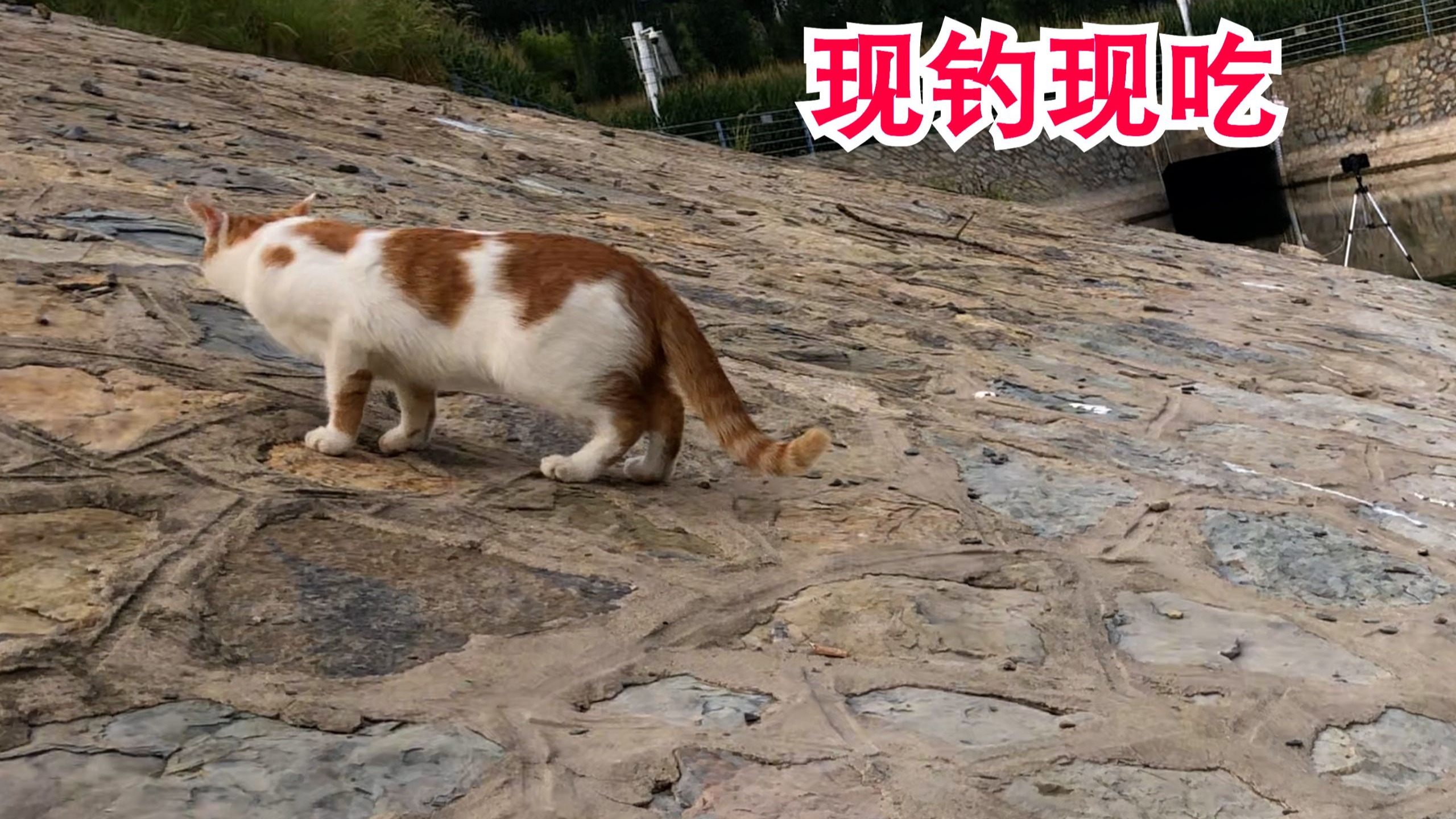这是被电了还是污染了 死鱼这么多 这是被电了还是污染了 死鱼这么多