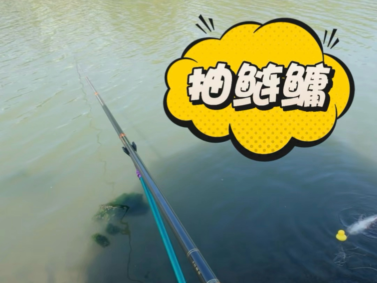 野河抽鲢鳙是什么体验