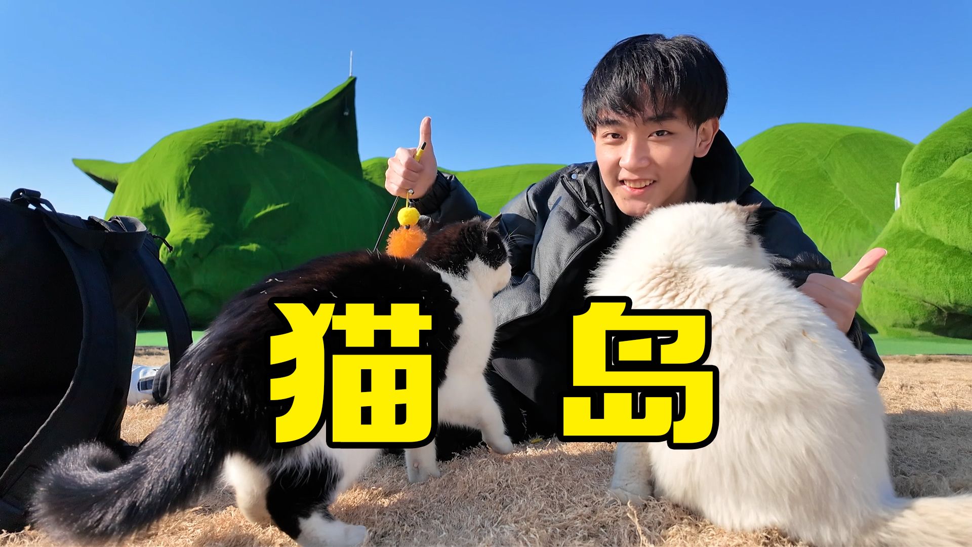 全是猫的岛！