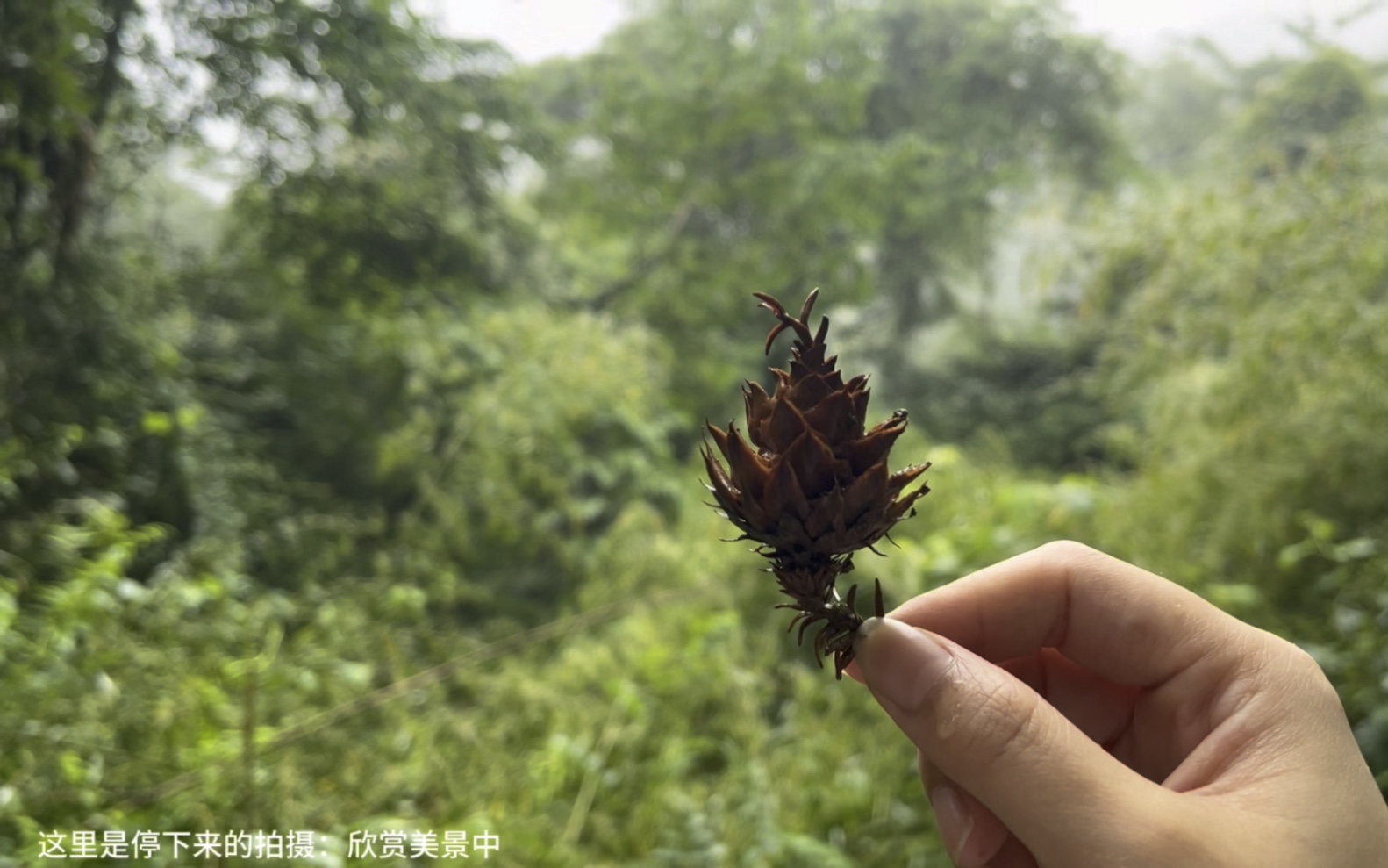 爬山的时候来一首《在人间》片尾曲，好好听，很适配