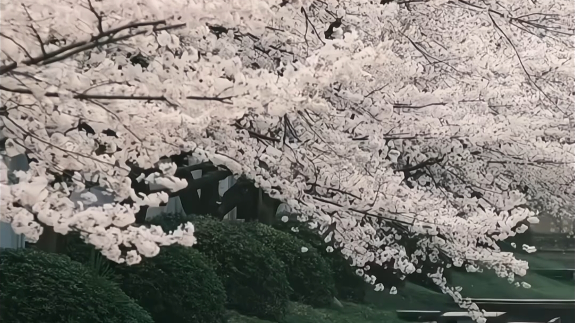 “这样的季节真叫人心动”