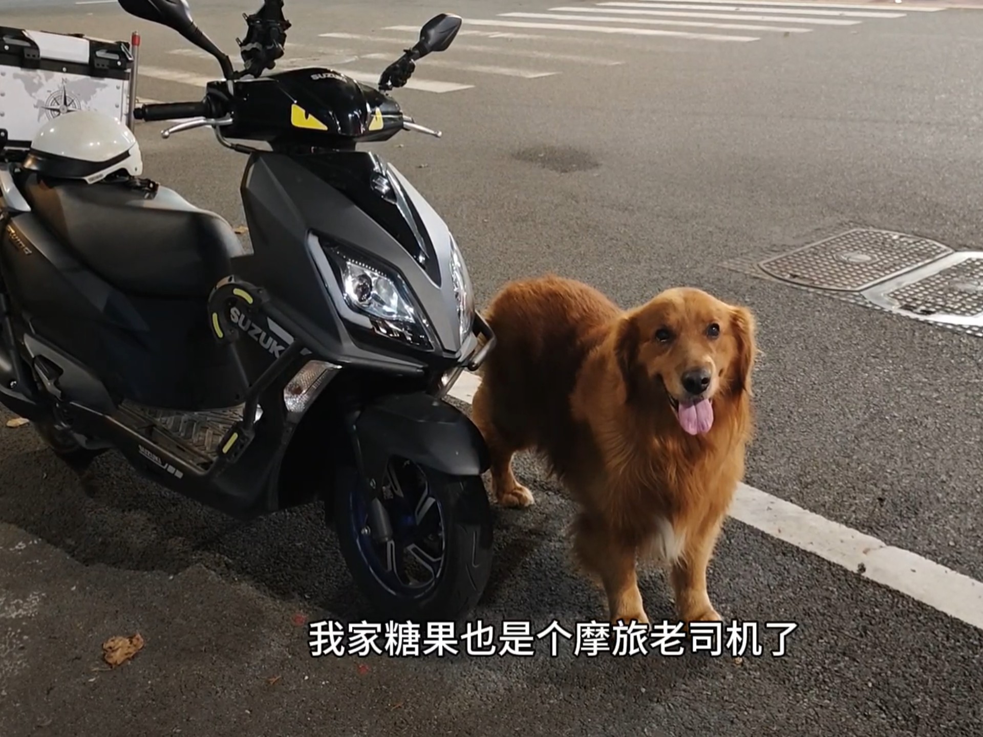 大金毛练成了摩旅老司机，蚂蚱二十年摩旅经验跟大家分享！