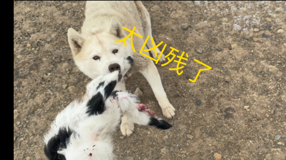 曾经抑郁症几天都不会说一句话，徒步两年多话多了很多，不知道是