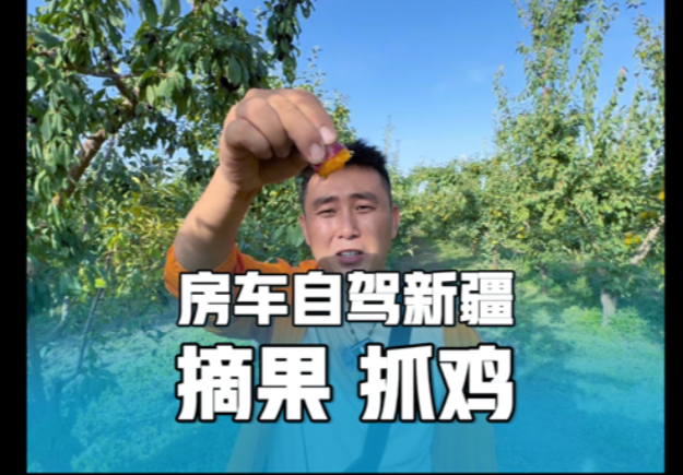 房车自驾新疆，摘果，抓鸡，晚上在房车里炒鸡换新口味